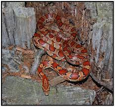 In the panhandle, juveniles and adults look alike. Red Rat Snake Corn Snake Florida Backyard Snakes