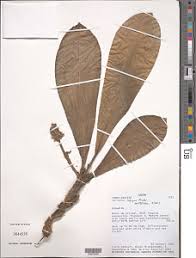 Image result for Orthopichonia cirrhosa