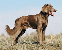 Weimaraner Information And Pictures Long Haired Weimaraner Weimaraner Weimaraner Dogs