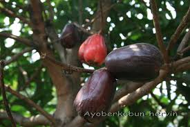 Jambu Bol Jamaica Buah Tanaman