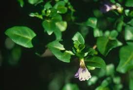 Image result for Sclerochiton harveyanus