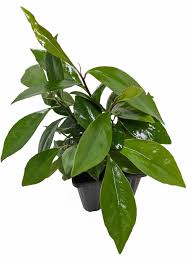 Image result for Ardisia
