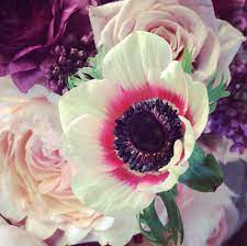 Pin On Beautiful Flowers