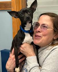 Adoptable bichon poodle mix dog available