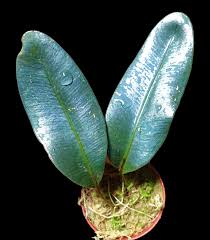 Image result for Elaphoglossum