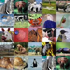 Animal Collage Collage Health Pictures Animals