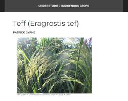 Image result for Eragrostis tef