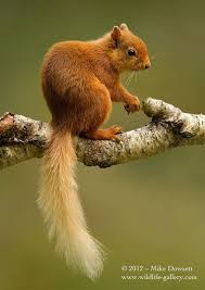 Red Squirrel Kizil Sincap Cok Sirin Hayvanlar Vahsi Hayvanlar