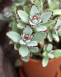 Panda Plant Kalanchoe In 2020 Plants Cactus Types Succulents