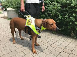 Blindenhund ✔ найдено 5 значений слова ✔ blindenhund: Vetmeduni Vienna Blindenfuhrhunde Wertvolle Helfer Auf Vier Pfoten