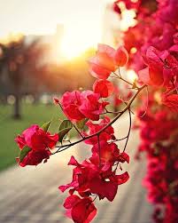 Anas Ali Pretty Wallpapers Nature Backgrounds Iphone Beautiful Nature Wallpaper
