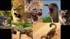 لغز أسماء أصوات حيوانات ما الذي جمع بين فيل وعقرب