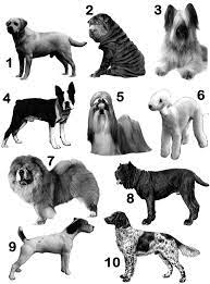 290 dog quizzes and 2,900 dog trivia questions. Doggy Style 1 Pauls Free Quiz Questions Trivia Quiz Resources Pub Quiz Questions Trivia Quiz