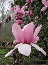 Img 8915 Magnolia Campbellii C Martin Ogden Kewgardens Magnolia Kew Gardens Kew