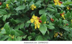Image result for Ochna kirkii