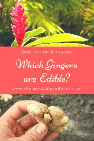 Which Gingers Are Edible Ginger Plant Ginger Plant Flower Ginger Flower