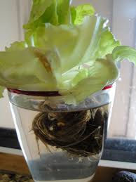 We did not find results for: Re Grow Lettuce From Store Bought Hydroponic Living Lettuce Pam S Tactical Kitchen