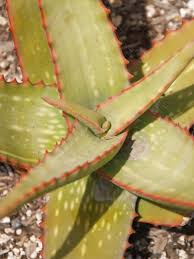 Image result for Aloe cameronii