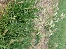 Image result for Chloris virgata