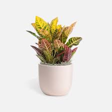 Image result for Croton