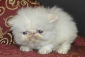 If ad is up kittens available. Flame Point Himalayan Kittens Biological Science Picture Directory Pulpbits Net