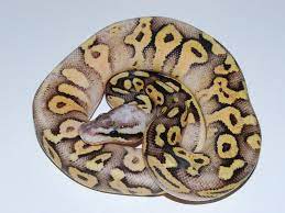 Super Pastel Mojave Vanilla Ball Python Morphs Ball Python Python