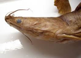 Image result for Scleria nyasensis