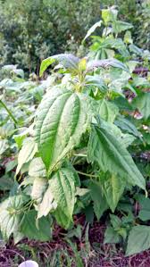 Kualitas terbaik gratis untuk komersial tidak perlu kredit bebas hak cipta. Obat Tradisional Steemkr