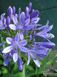 Buy Agapanthus Umbellatus Plants From Burncoose Nurseries Agapanthus Plants Flower Garden