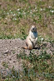 Compare prices, reviews & photos of 1,853 hotels in south dakota on kayak now. Roberts Prairie Dog Town Badlands National Park South Dakota Most Small Prairie Mammals Eithe Prairie Dog Town South Dakota Vacation Badlands National Park