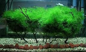 Floating Moss Ball General Aquarium Plants Discussions Aquatic Plant Centra Planted Aquarium Aquatic Plants Plants