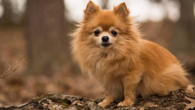 Mga resulta ng larawan para sa Chihuahua dog"