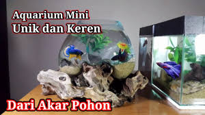Jual aquarium mini bulat komplit. Beli Ikan Cupang Langsung Buat Aquarium Mini Unik Dari Akar Pohon Youtube
