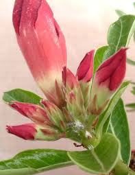 If a few simple precautions are taken, desert rose grows into a spectacular low maintenance shrub, contributing both its distinctive form and an abundance of exceptionally showy. Help With Adenium Pests