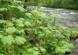 Pin On Medicinal Weeds