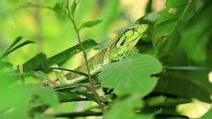 Image result for Polychrus liogaster