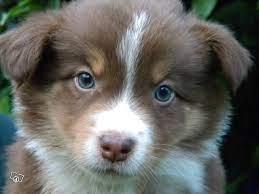 Chocolate Border Collie Love Them Border Collie Collie Puppies Collie