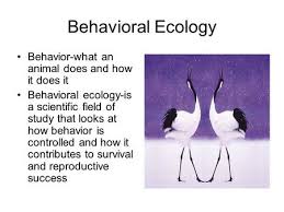 Behavioral Ecology Introduction Social Behavior Sexual Selection Ppt Download