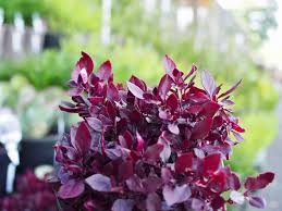 Encontre imagens stock de alternanthera dentata little ruby popular cultivar em hd e milhões de outras fotos, ilustrações e imagens vetoriais livres de direitos na coleção da shutterstock. Alternanthera Little Ruby Diaco S Garden Nursery