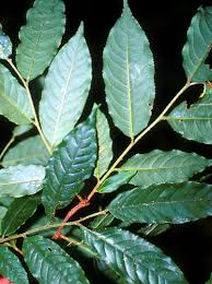 Image result for Cariniana