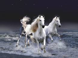 Black And White Horse Images Hd Three White Horses Running In The Water Horses White Horses Beautiful Horses