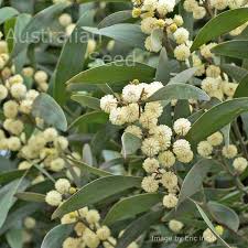 Image result for Acacia melanoxylon