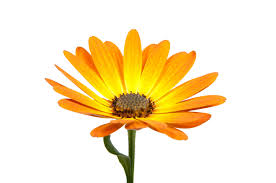 Image result for Dimorphotheca