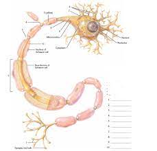 Two pairs of vocal folds are found in the la. Anatomy Exam 2 Flashcards Easy Notecards