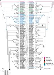 Image result for Thesium ussanguense