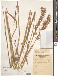 Image result for Cymbopogon caesius