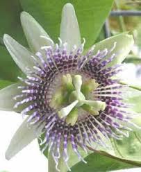 Image result for Passiflora ligularis