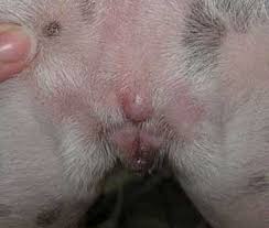 Mast Cell Tumor Mct Long Beach Animal Hospital Vaginal and vulvar tumors are the second most common canine female reproductive tumor after those of the mammary gland. mast cell tumor mct long beach