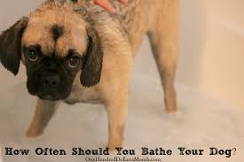 Maybe you would like to learn more about one of these? How Often Should You Bathe Your Dog One Hundred Dollars A Month