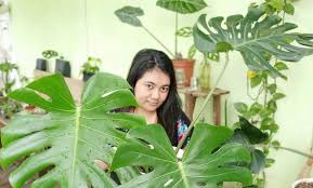 Tanaman Hias Daun Lagi Naik Pamor Monstera Variegata Dijual Hingga Jutaan Rupiah Cakrawala Rafflesia